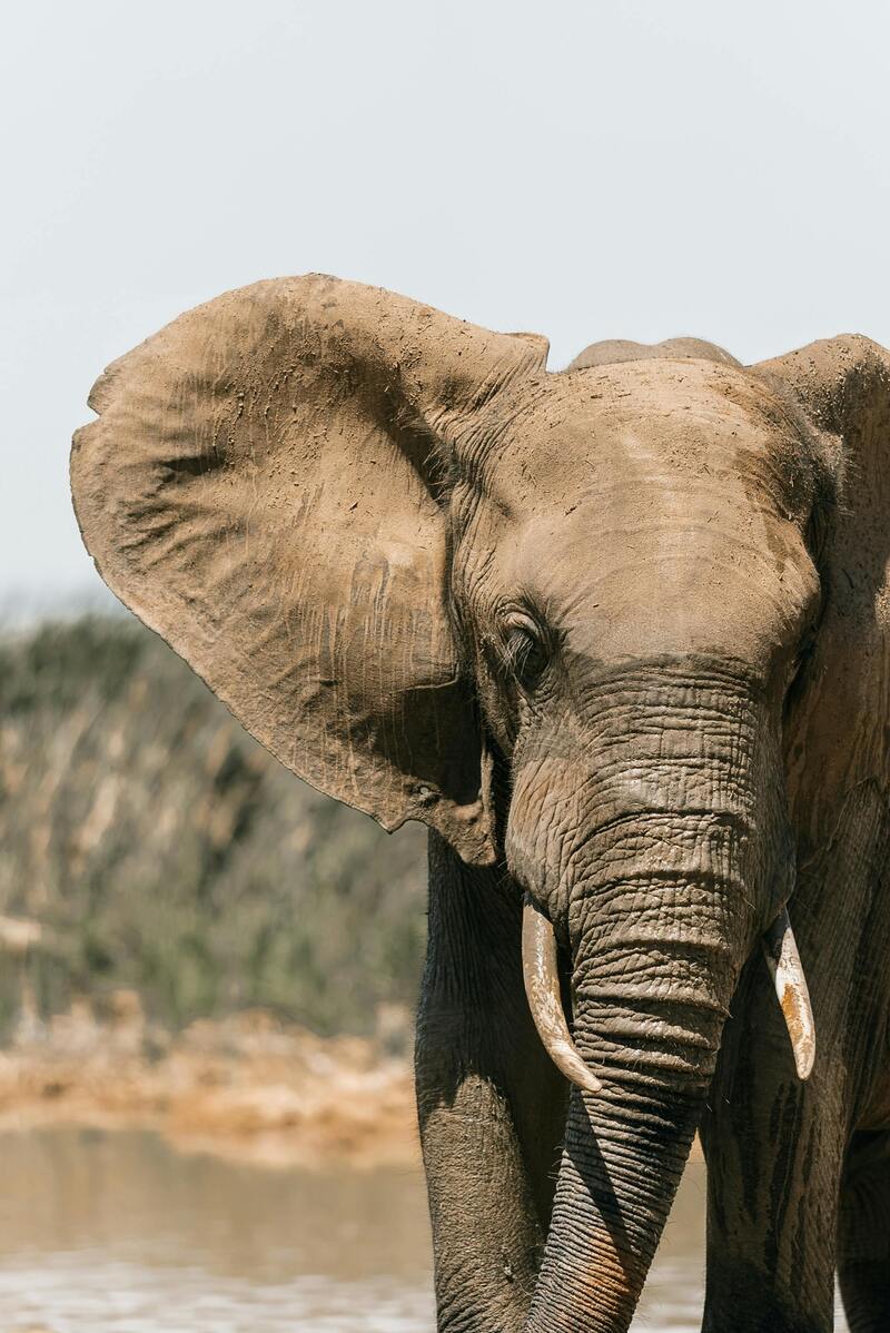  African bush elephant near water highlighting exclusive African wildlife experiences